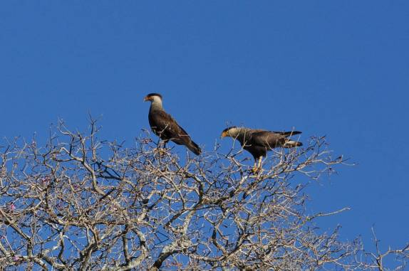 Gaviões nos esptreitam na rodovia Transpantaneira, entre Poconé e Porto Jofre, no Mato Grosso